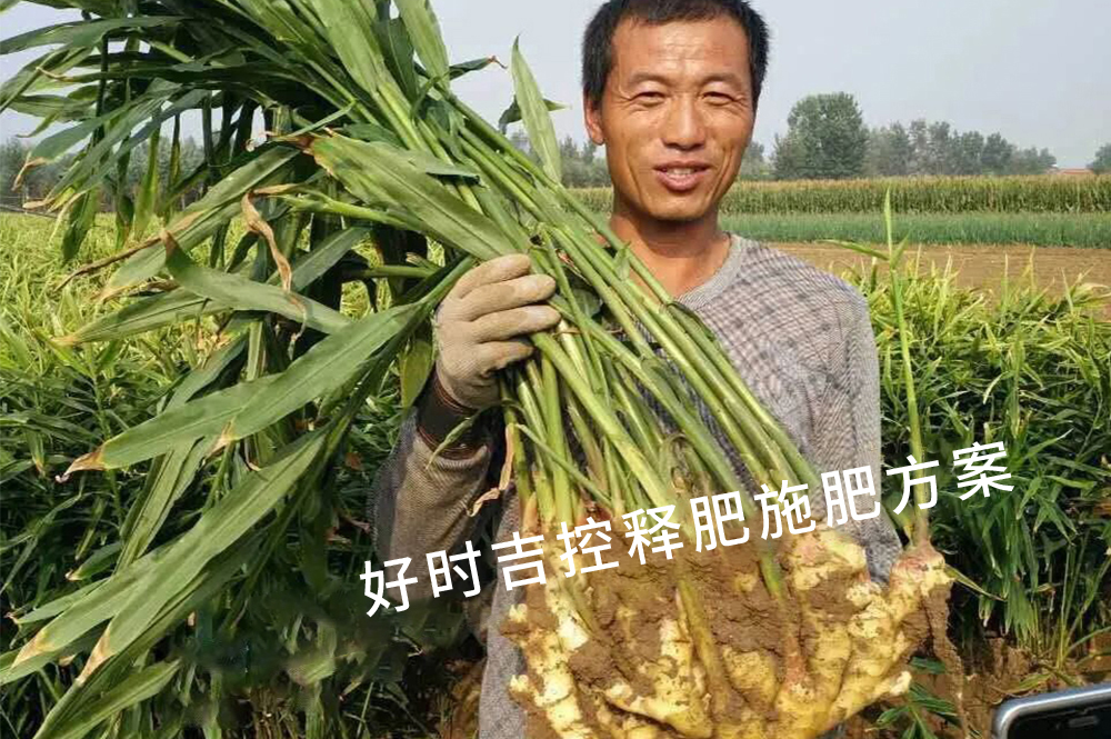 姜農(nóng)滿意，效果杠杠的！